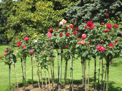 ... with rose standards