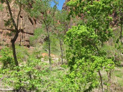 You can spot the Virgin river through the trees.  May...