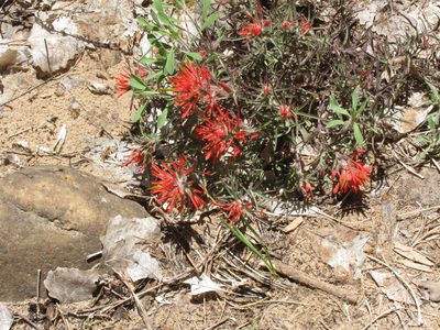 I believe this is Indian Paint Brush.  Any other ideas?