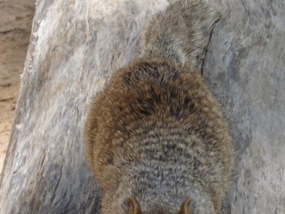 This squirrel was attacking me!  I was taking his...