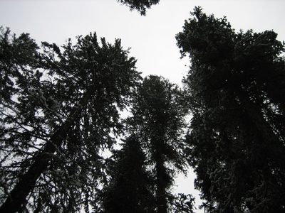 A view up into the trees.