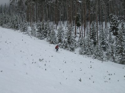 John mowing down Christmas trees.