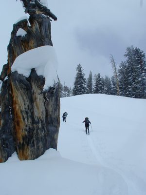 Dead tree along the trail up the "bowling alley".