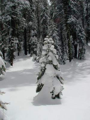 Cute Christmas tree.