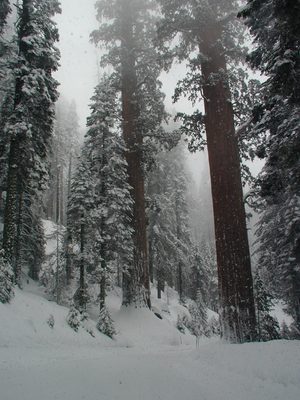 It's a shame to come all the way to Sequoia and not...