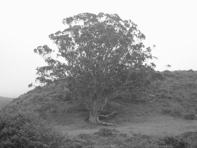 California Live Oak, artistic style.
