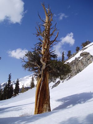 A sturdy tree.