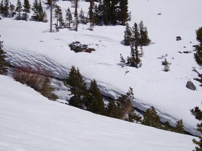 I see bear tracks!