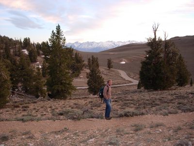 John among ancient bristlecone pine trees, at about...