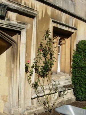 I like this little rose bush, sickly as it may seem.