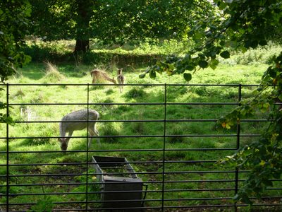 Some deer grazing at the edge of the Deer Park, which is...