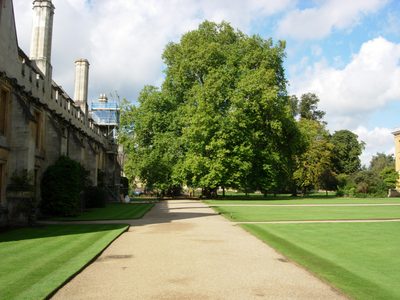 This plane tree was planted in 1801. It began as a seed...
