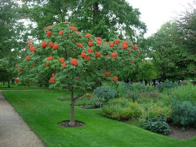 I have no clue what variety of tree this is; whatever it...