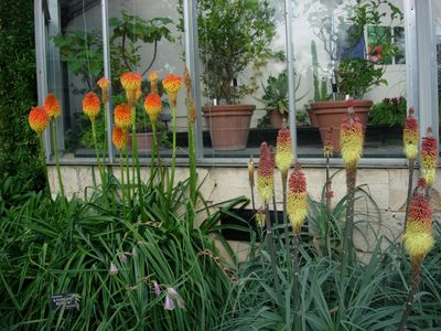 Colorful foreign flora