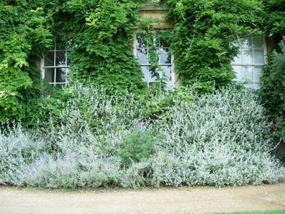 Glad I don't have to prune this.