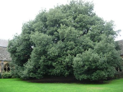This tree was used in one of the Harry Potter movies