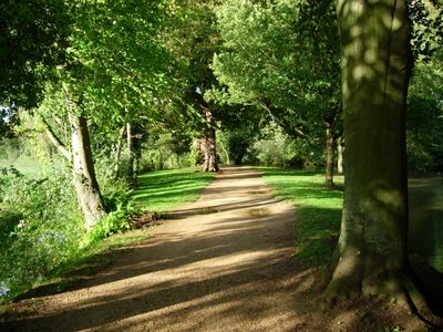 A leafy canopy over the path