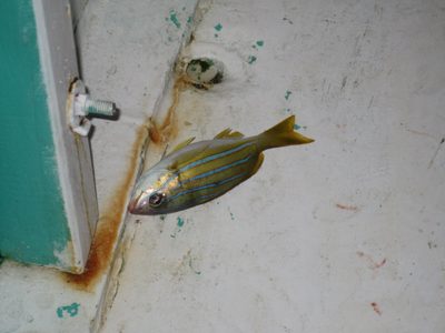 We caught a fish!