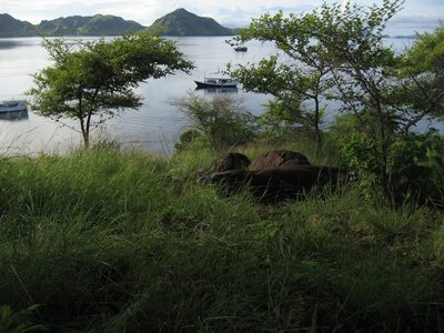 A Komodo dragon awaits the coming of the sun.  Can you spot him?