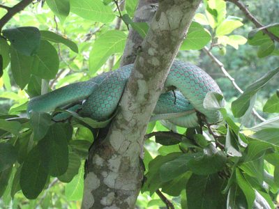 A very pretty snake.