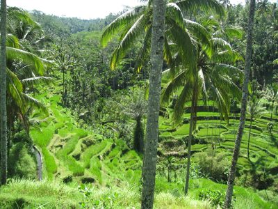 Rice paddies of Bali, outside Ubud.