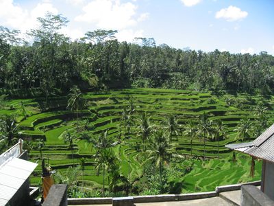 More rice paddies.