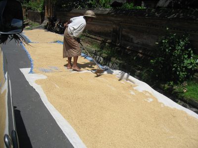 Drying rice, on a road near Ubud, Bali (this was very common).